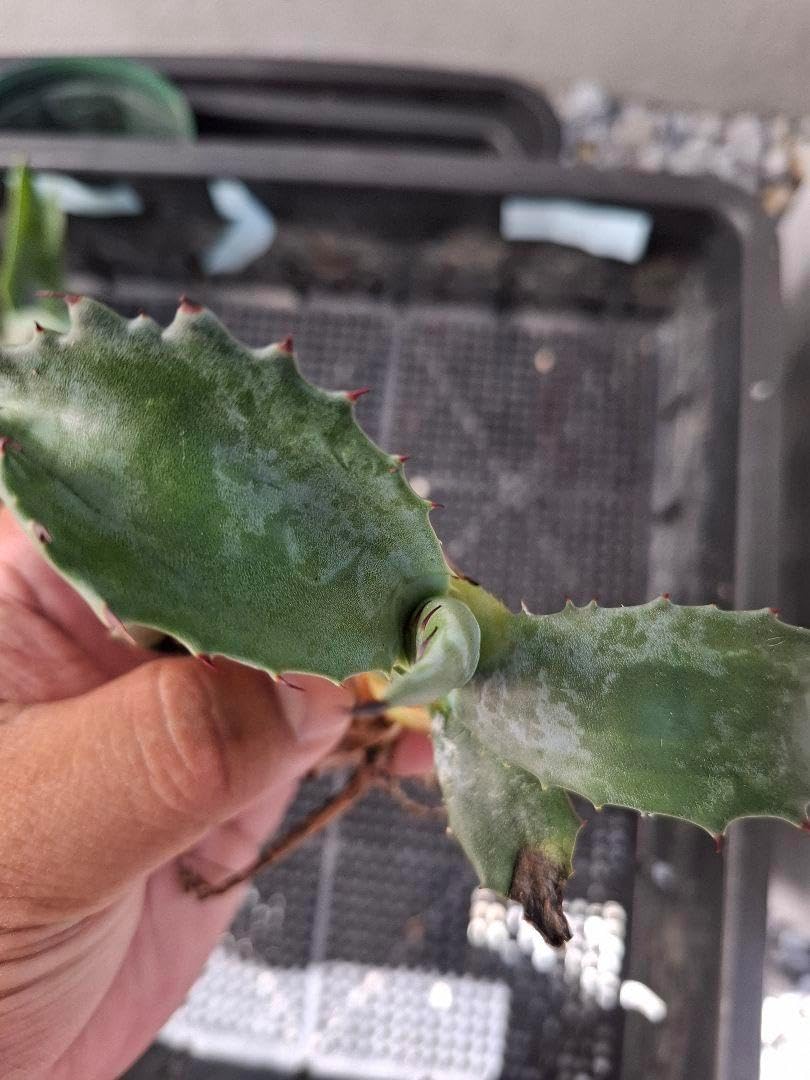 アガベ グリーンゴブレット斑入り アガベ フェロックス グリーン